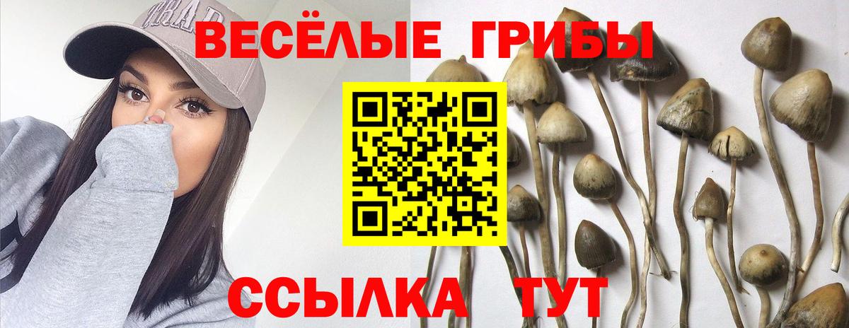 Галлюциногенные грибы Psilocybine cubensis Павловский Посад